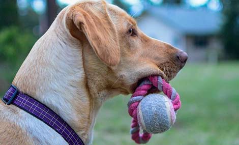 accessoires chien