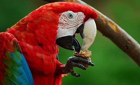 perroquet qui mange