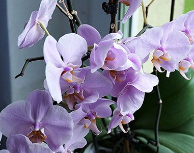 orchidée