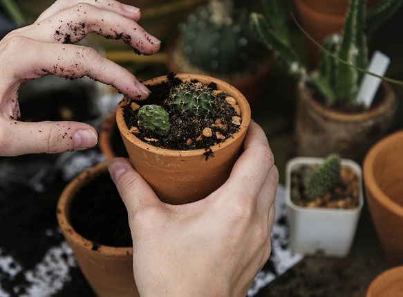 pot jardin terre petit