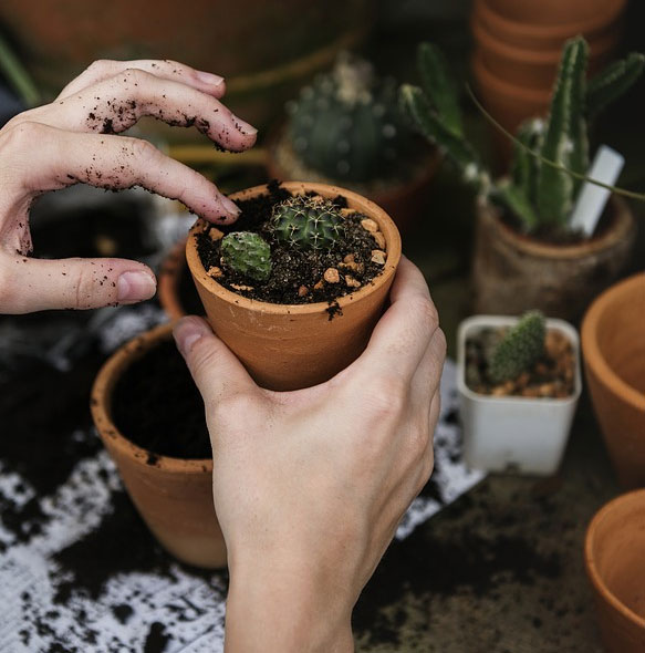 pot-pour-plantes