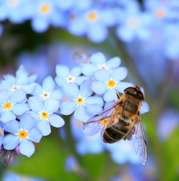 abeille-butinant