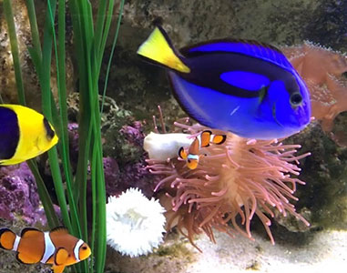poissons-aquarium-mer